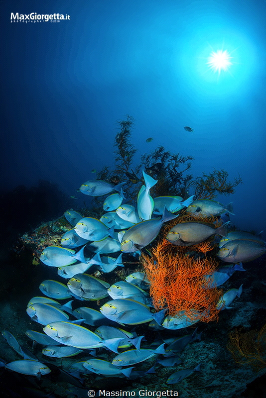 west Papua - Raja ampat by Massimo Giorgetta 