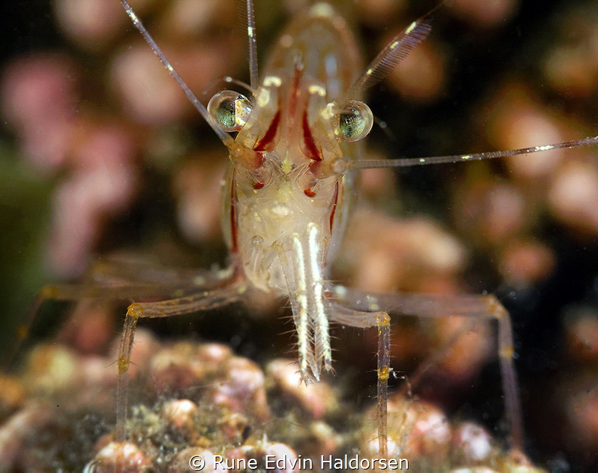 Rockpool shrimp by Rune Edvin Haldorsen 