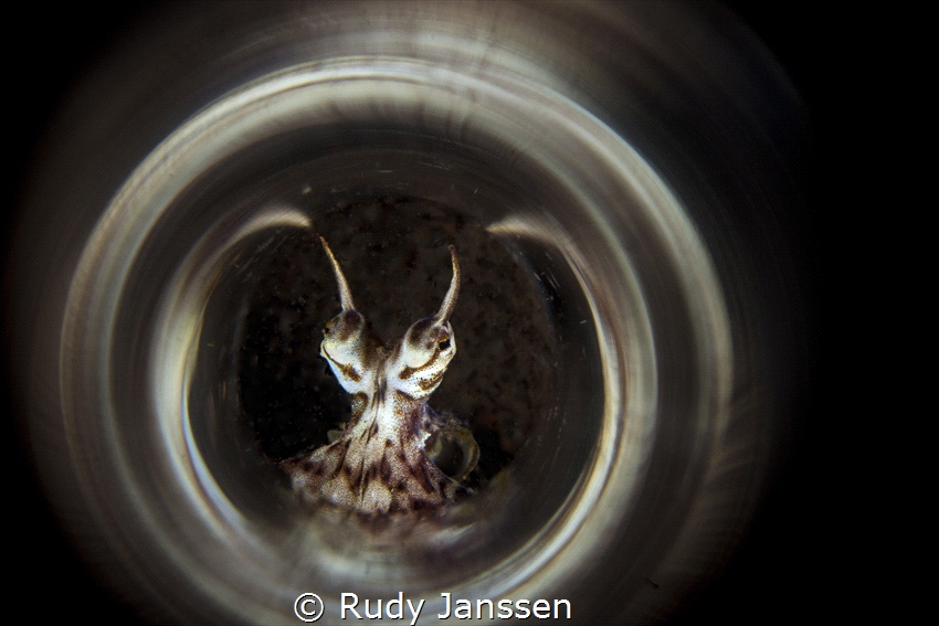 Mimic Octopus by Rudy Janssen 