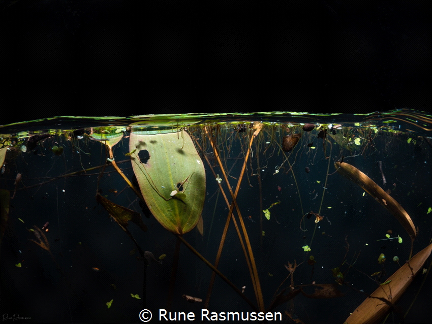 Natural aquarium by Rune Rasmussen 