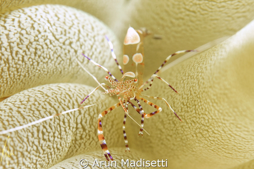 Spotted cleaner shrimp by Arun Madisetti 