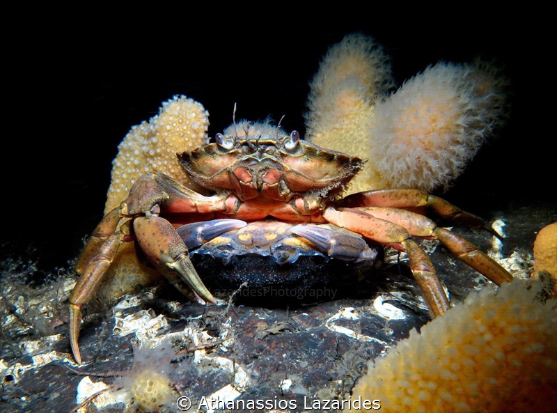 Mating crabs - Romantic dance, the male carries the femal... by Athanassios Lazarides 