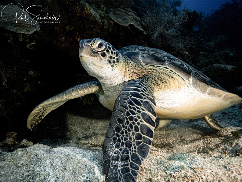 I came across this lovely turtle chilling on the reef dur... by Patricia Sinclair 