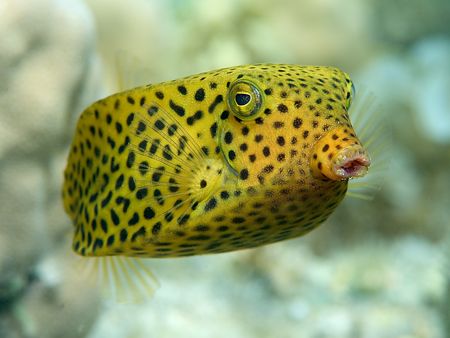 Yellow box fish in very shallow water.
S2pro,105mm. by Derek Haslam 