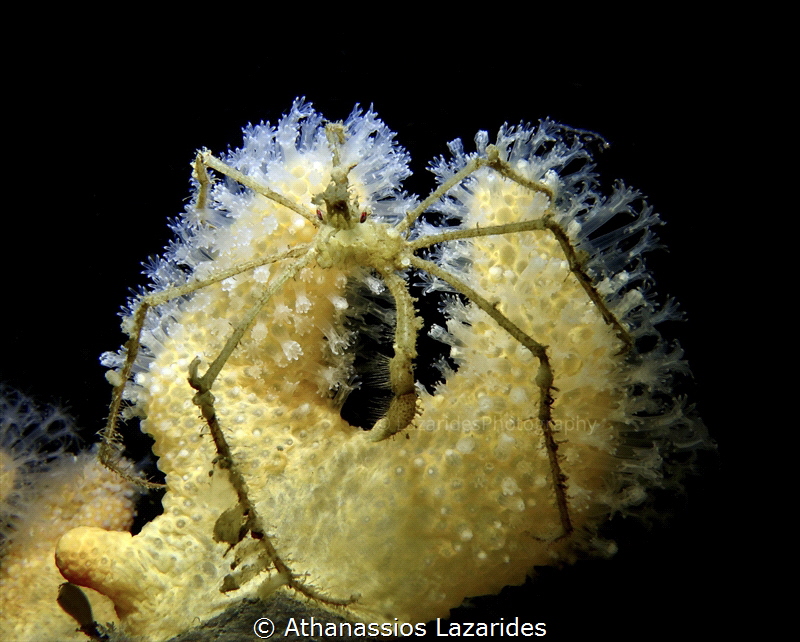 Long-legged spider crab - Macropodia rostrata by Athanassios Lazarides 