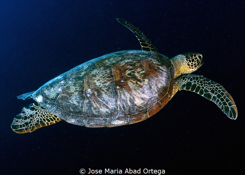 Turtle in Moalboal by Jose Maria Abad Ortega 