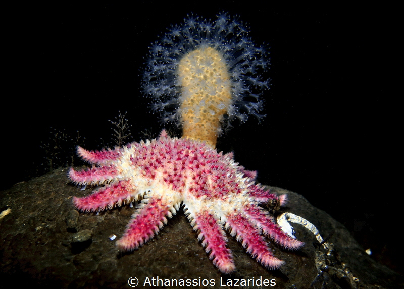 Common Sunstar - Crossaster papposus 
Canon G16, Ikelite... by Athanassios Lazarides 