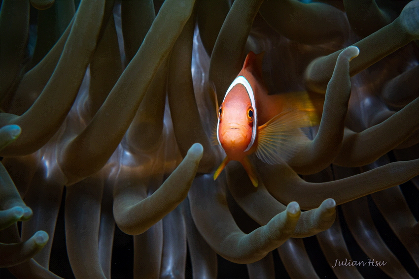 Amphiprion frenatus (juvenile) by Julian Hsu 