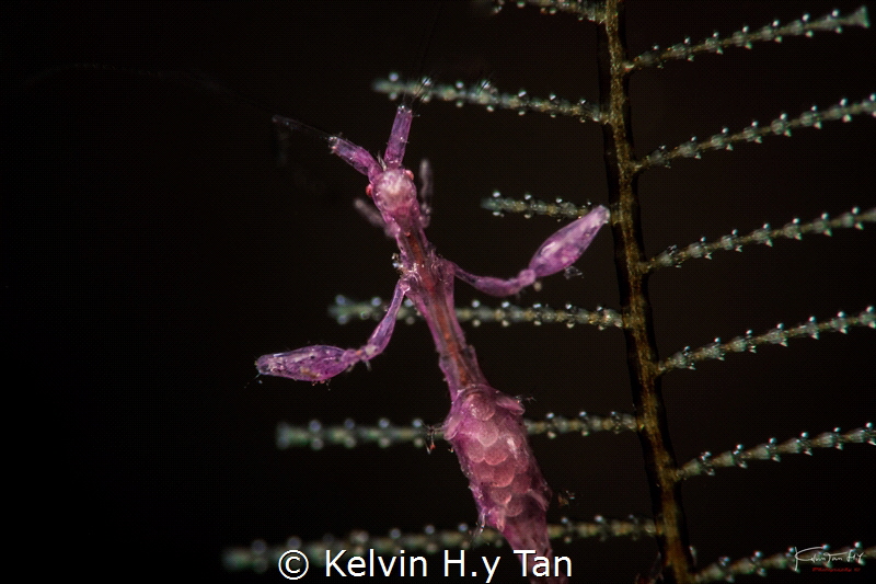 Skeleton shrimp with eggs (smc 2) by Kelvin H.y Tan 