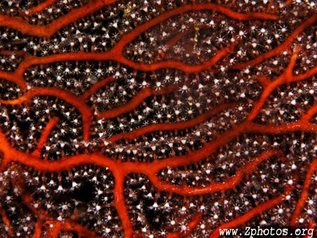 Closeup of "Black Coral" that is sadly so commonly harves... by Zaid Fadul 