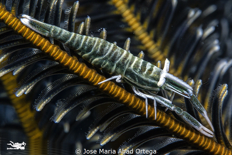 Green crinoid shrimp
Hippolyte catagrapha by Jose Maria Abad Ortega 