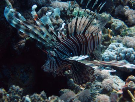 feathered lion fish, taken with a canon power shot s80 se... by Dean Whiting 