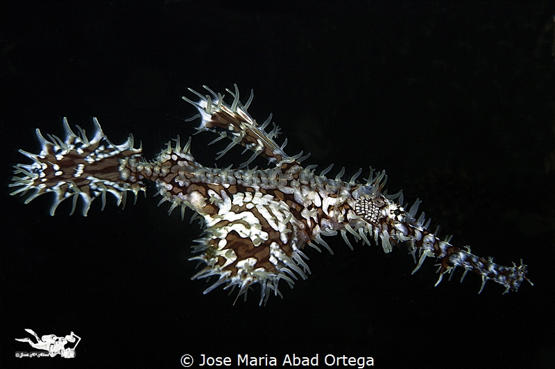 Ornate ghost pipefish or harlequin ghost pipefish, Soleno... by Jose Maria Abad Ortega 