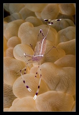 Anemone partner shrimp, canon 60mm, taken at brothers island by Luca Bertoglio 