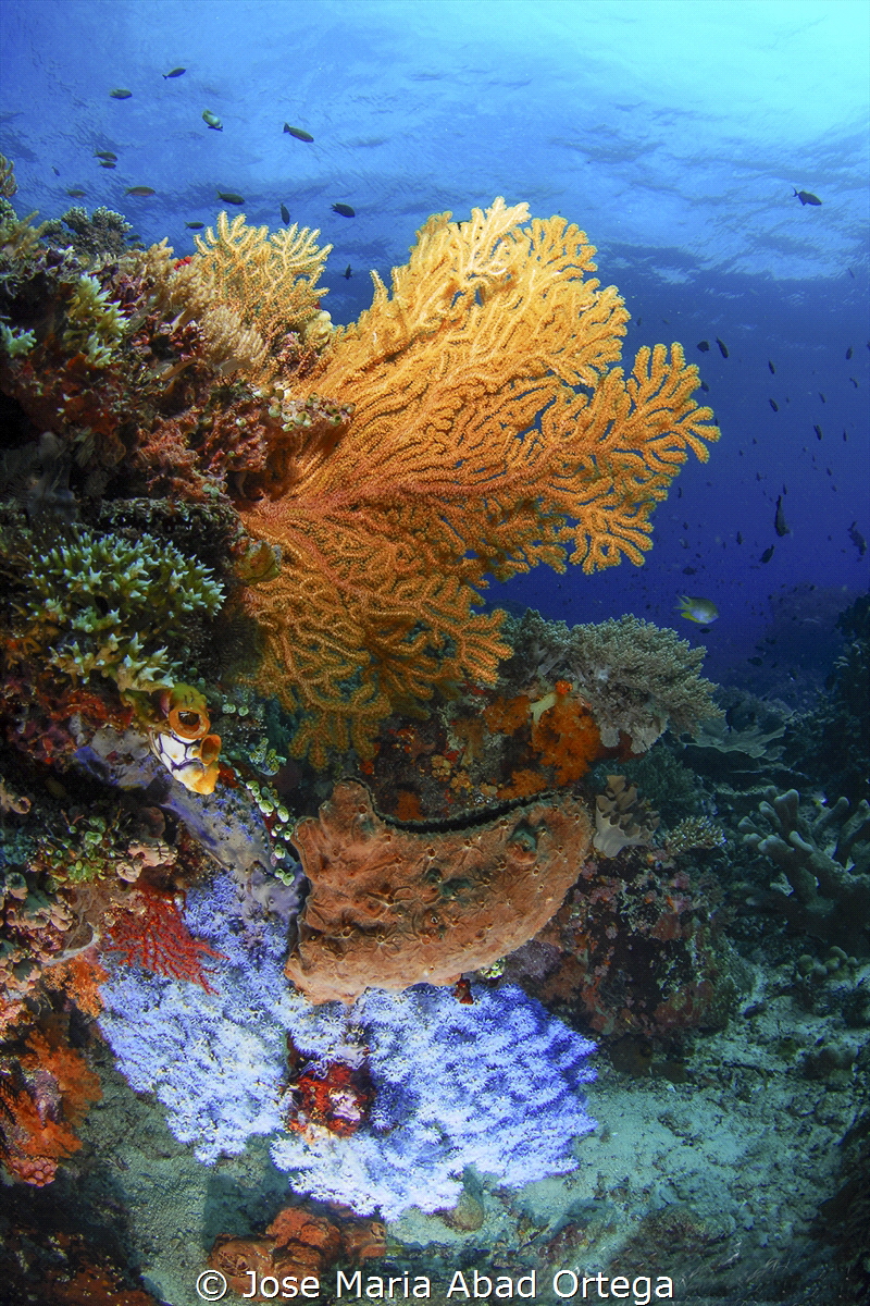 Seascape from Bangka Island Nort Sulawesi Indonesia by Jose Maria Abad Ortega 