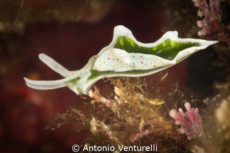 Elysia timida nudibranch _ Most divers don't even see it.... by Antonio Venturelli 