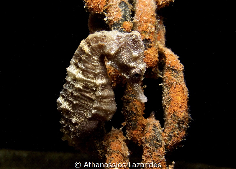 Sea-horse attached to a chain - Hippocampus fuscus by Athanassios Lazarides 