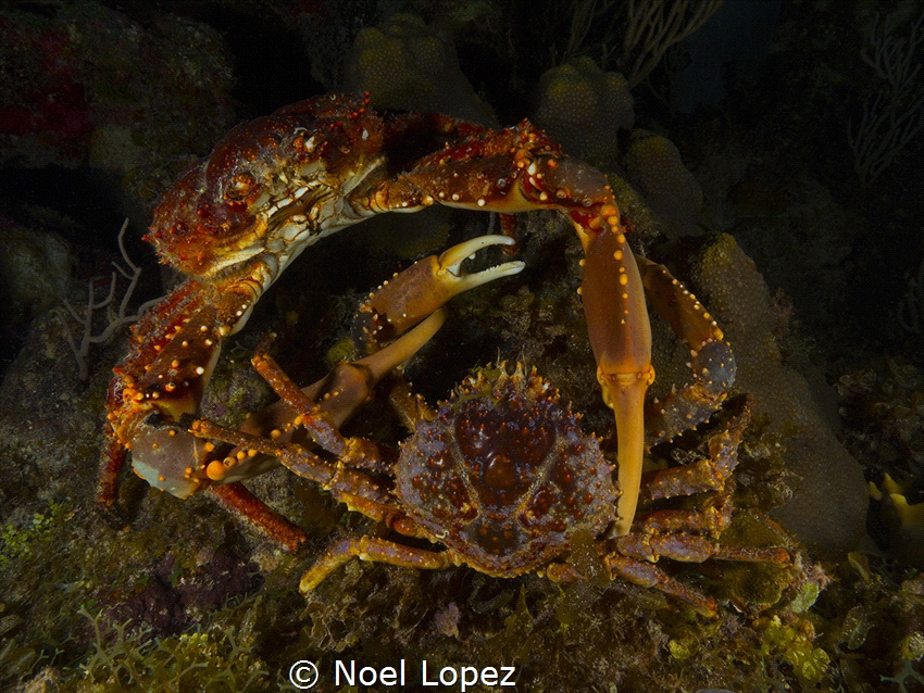 two crab encounter, panasonic lumix GH4, panasonic lens 1... by Noel Lopez 