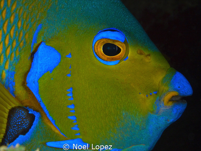 queen angelfish, panasonic GH4, panasonic lens 12-35mm, n... by Noel Lopez 