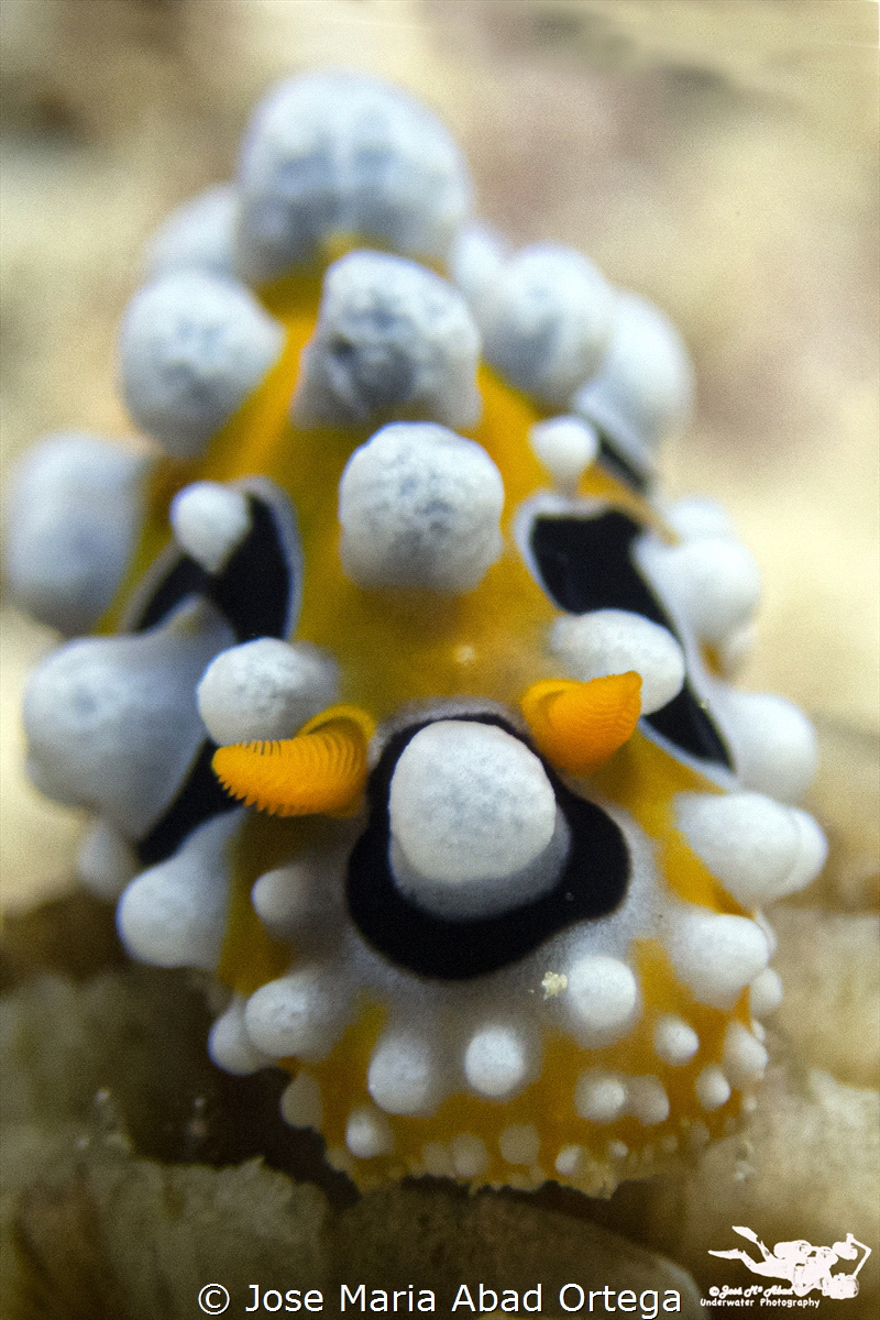 Eye spot sea slug (Phyllidia ocellata) by Jose Maria Abad Ortega 