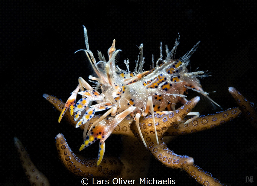 spiny tiger shrimp
Anilao,Philippines by Lars Oliver Michaelis 