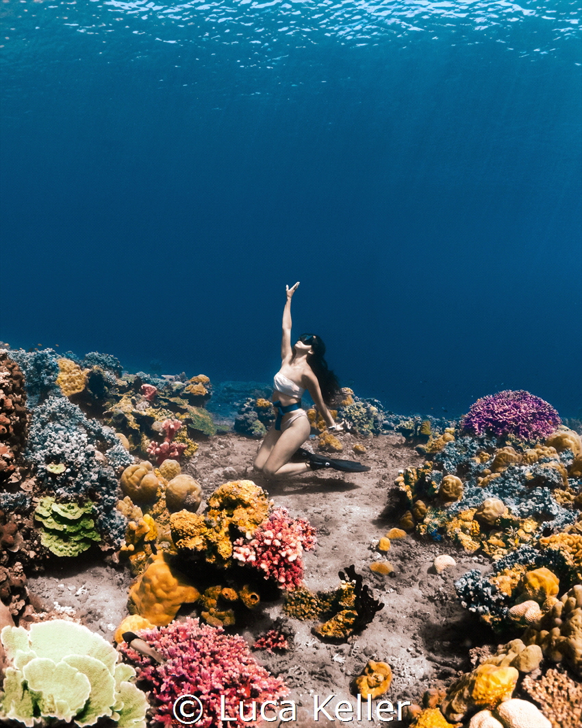 Reef Dream Worlds by Luca Keller 