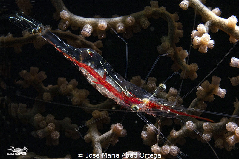 Translucent gorgonian shrimp (Manipontonia psamathe) by Jose Maria Abad Ortega 