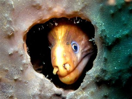 Moray holdup in a sponge Bare Island Sydney by Peter Simpson 