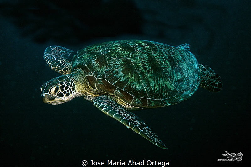 Turtle in Moalboal Cebu by Jose Maria Abad Ortega 