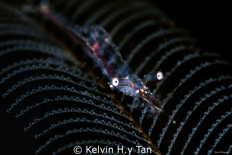 Pandalid shrimp by Kelvin H.y Tan 