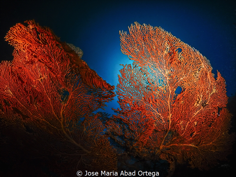 Gorgonia in Moalboal by Jose Maria Abad Ortega 