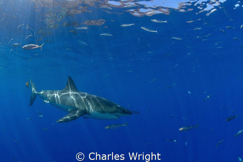 Great White at Guadalupe Island by Charles Wright 
