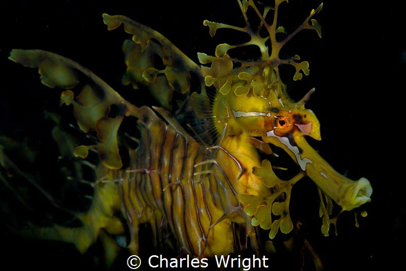 Leafy Sea Dragon by Charles Wright 