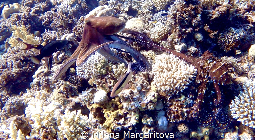 The Making of Octopus Babies by Milena Margaritova 