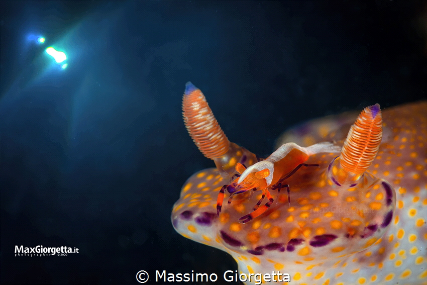 Nudibranch & emperor shrimp by Massimo Giorgetta 
