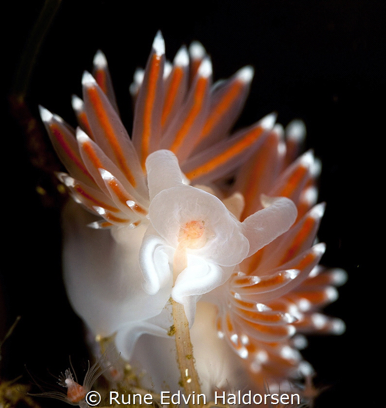 Coryphella brownii eating a hydroid by Rune Edvin Haldorsen 