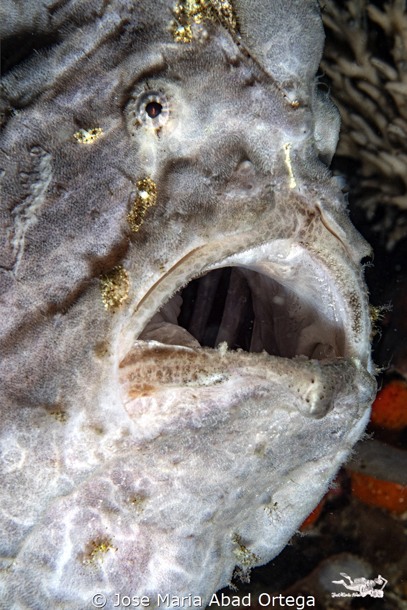 Frog fish face detail by Jose Maria Abad Ortega 