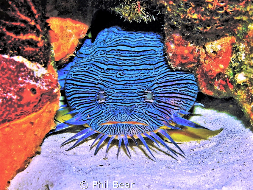 Splendid Toadfish, endemic to Cozumel. by Phil Bear 