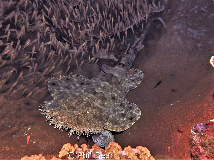 While diving in Raja Ampat, I had hoped to spot a wobbego... by Phil Bear 