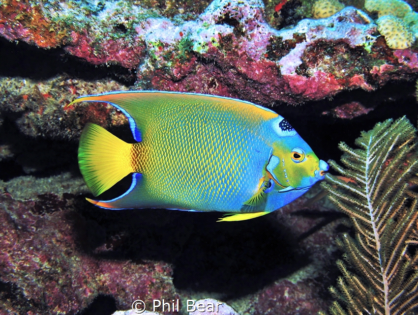 A perfect ID shot of a queen angelfish.  These beauties a... by Phil Bear 
