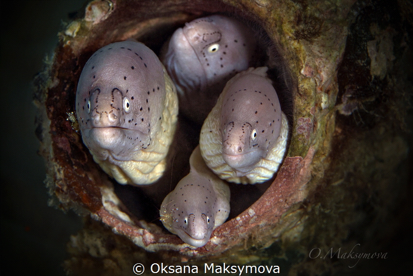 Geometric moray (Gymnothorax griseus)  by Oksana Maksymova 