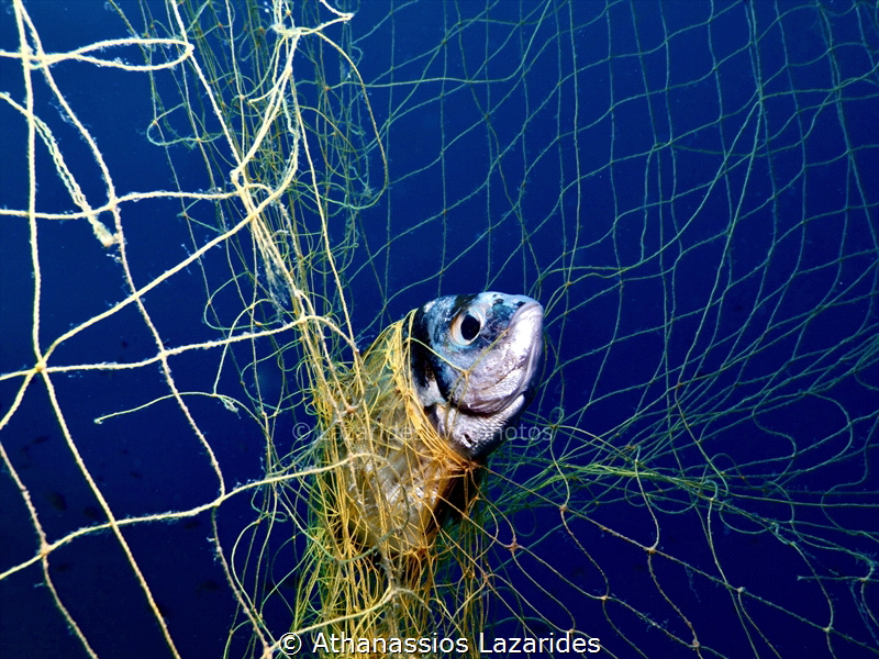 Ghost nets kill...
Diplodus vulgaris trapped in ghost ne... by Athanassios Lazarides 