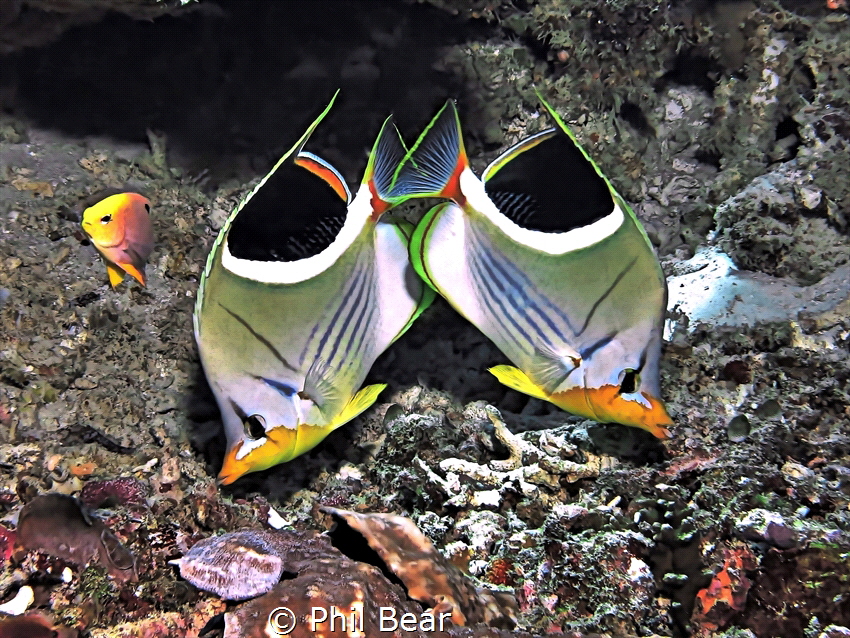 pair of saddled butterflyfish in Raja Ampat.  I followed ... by Phil Bear 