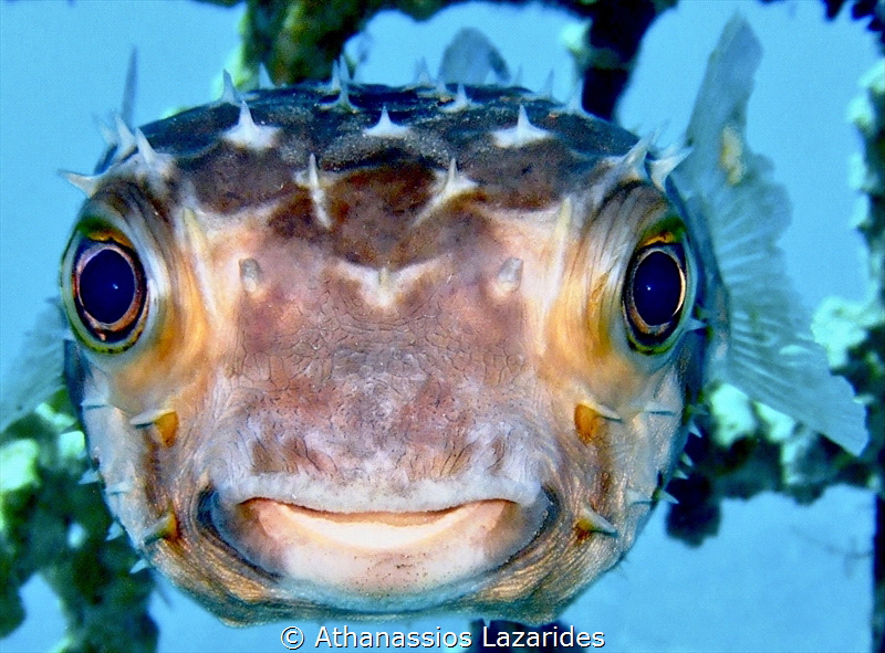 Close up of a Pufferfish from the Red Sea 
Fujifilm Fd 40 by Athanassios Lazarides 