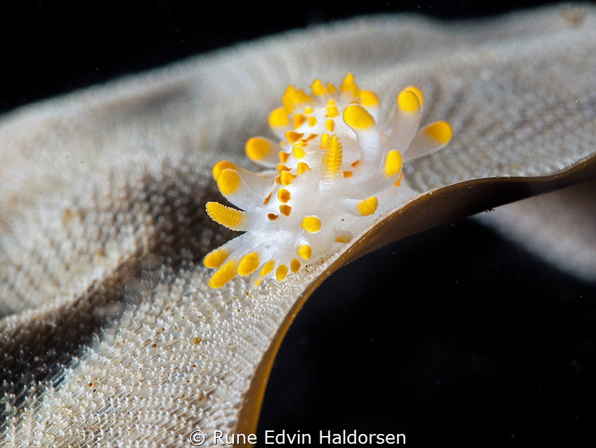 A Limacia clavigera grassing on bryozoas (on kelp) by Rune Edvin Haldorsen 