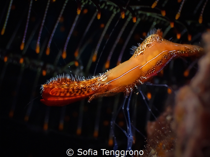 Leander plumosus under crinoid firework by Sofia Tenggrono 