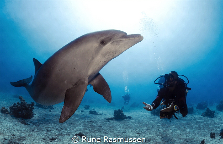 dolphin house by Rune Rasmussen 