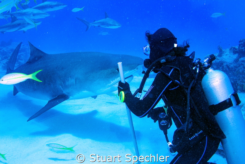 Close encounter.  Curious tiger shark and equally curious... by Stuart Spechler 