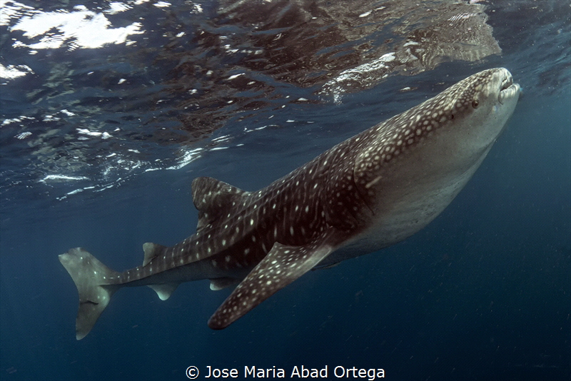 Whale shark in Sardines Panagsama by Jose Maria Abad Ortega 