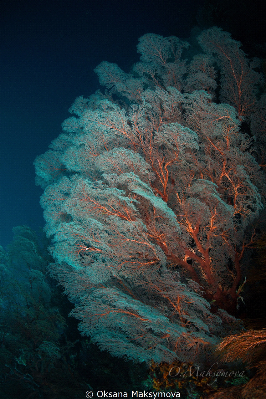 White Sea Fan Coral On The Reef by Oksana Maksymova 